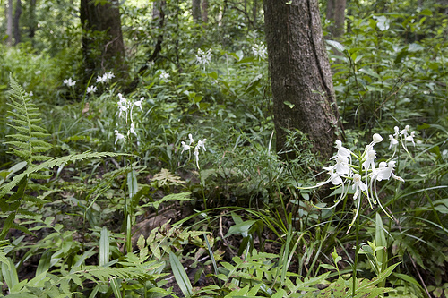 The <strong>Georgia Environmental Restoration Association</strong> is a collaboration of <strong>mitigation bankers</strong>, environmental consultants, and others professionals that are active in and committed to an ecosystem restoration marketplace in Georgia.